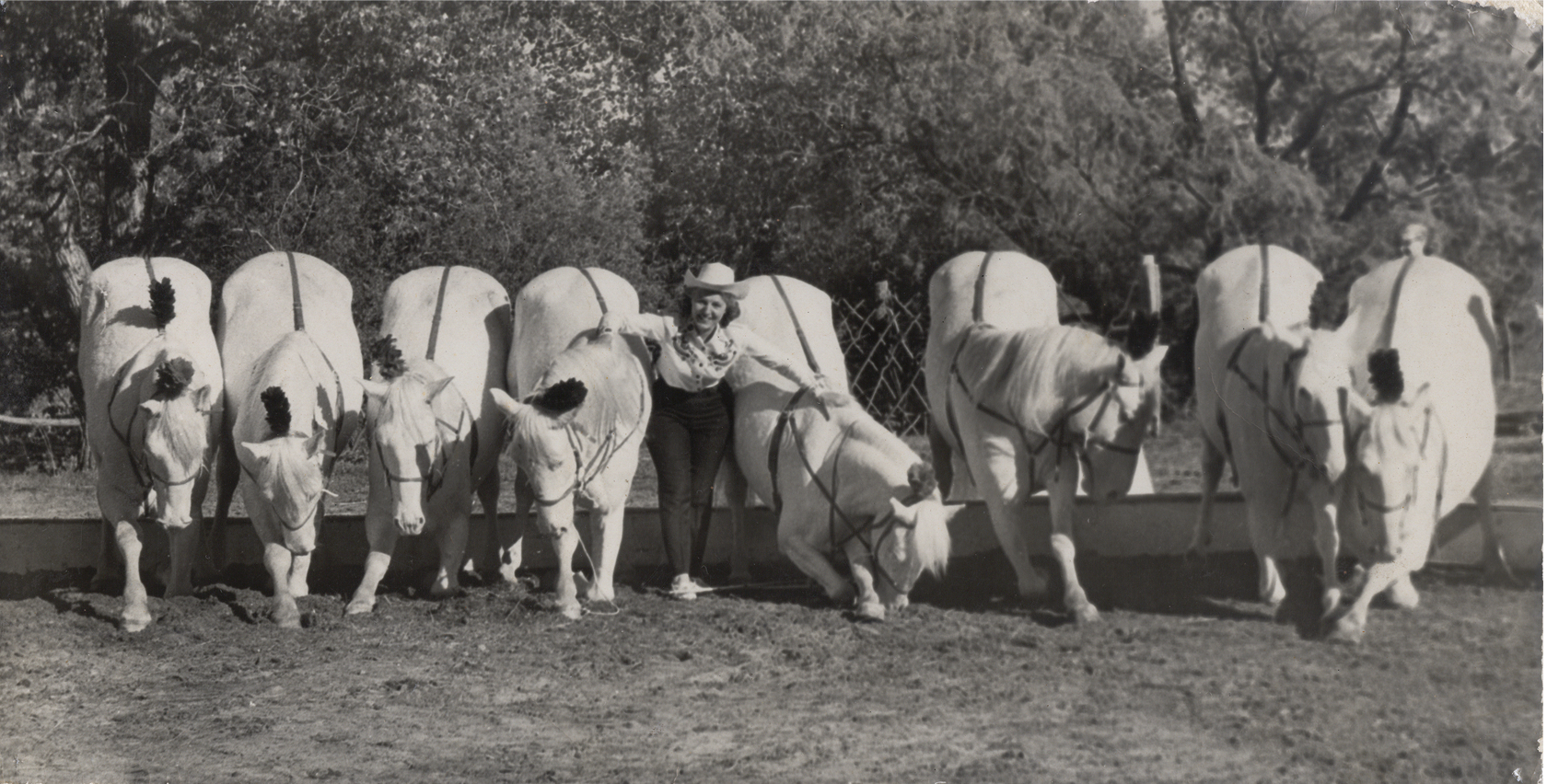 A woman in a cowboy hat stands between a row of eight white cows, all eating from a trough outdoors with trees in the background.