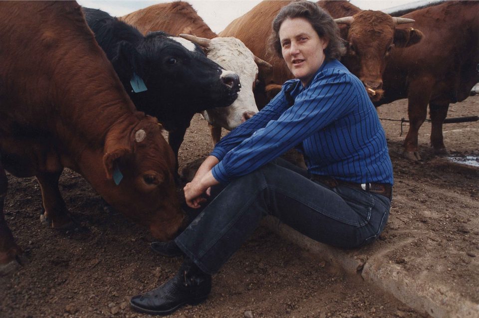 A woman in a blue shirt sits on the ground surrounded by several cows, some of which are nuzzling her. She appears calm and relaxed among the animals.