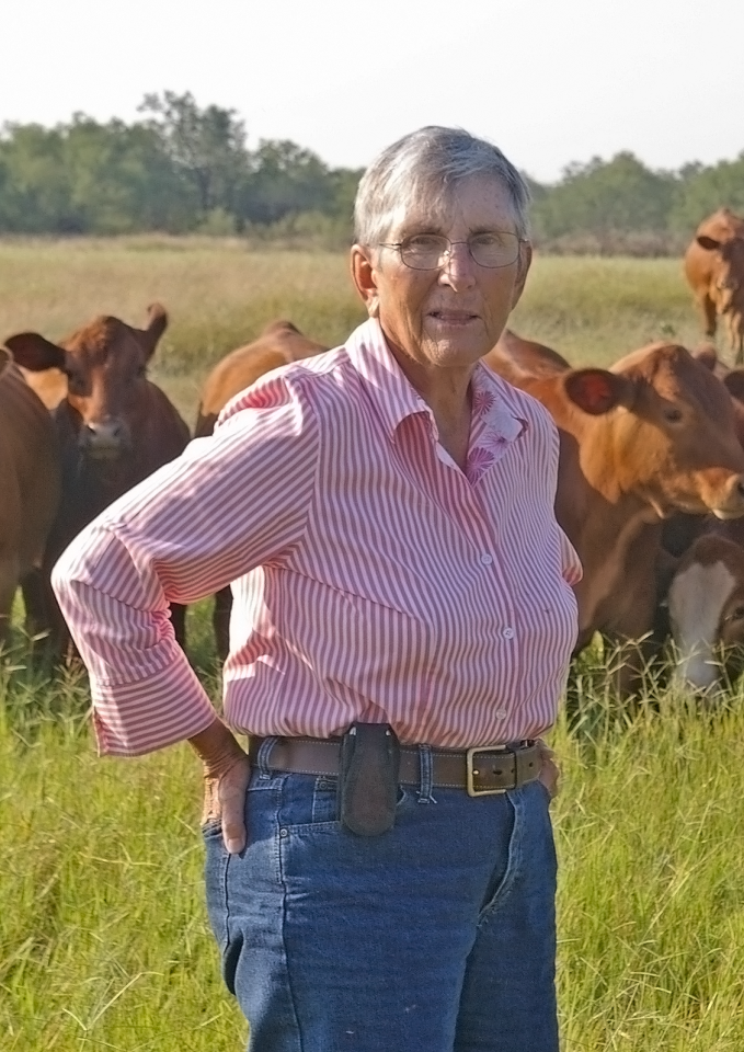Older man in a pink striped shirt and jeans stands in a grassy field with cows nearby, outdoors on a sunny day.