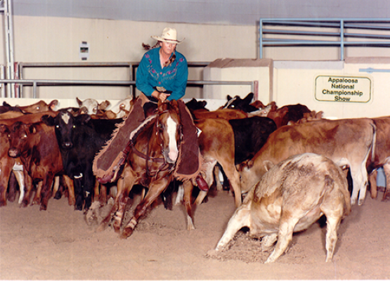 Cowboy on a horse guiding a herd of cattle in an indoor arena at the Appaloosa National Championship Show