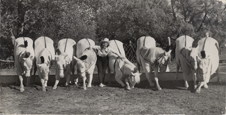 Line of white horses and ponies tethered in a row beside a fence with a handler in the center, outdoors.
